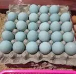 Telur Bebek